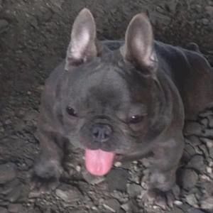 Meet your Posher, Hector